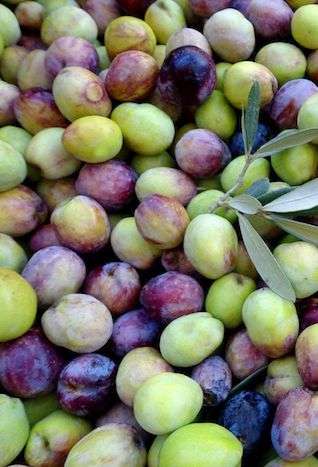 Olives