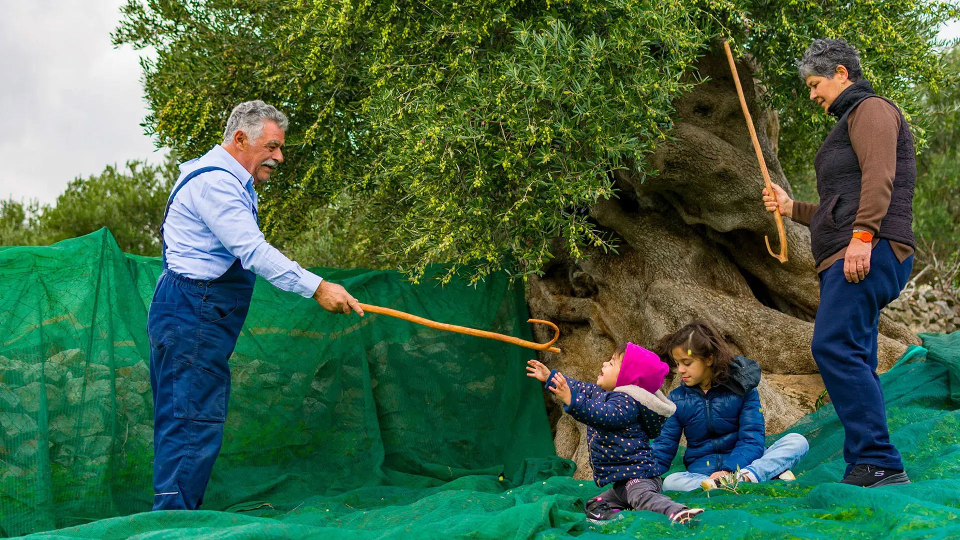A Cretan family harvesting olives at Vassilakis Estate